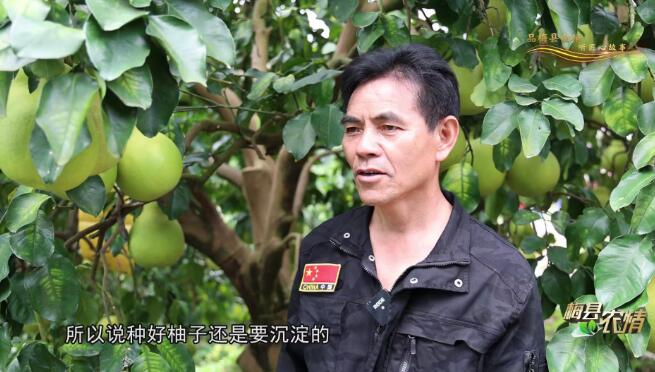 【梅縣農(nóng)情】愛(ài)在柚園里